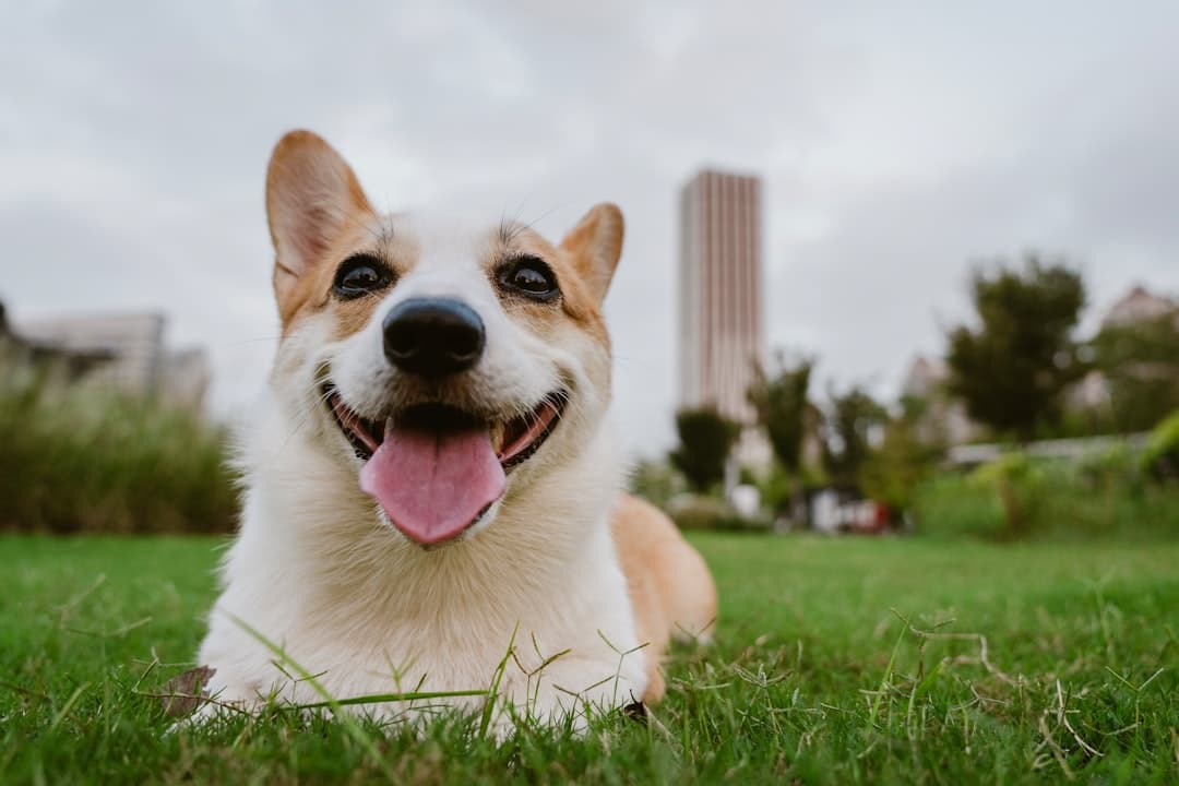 a happy dog