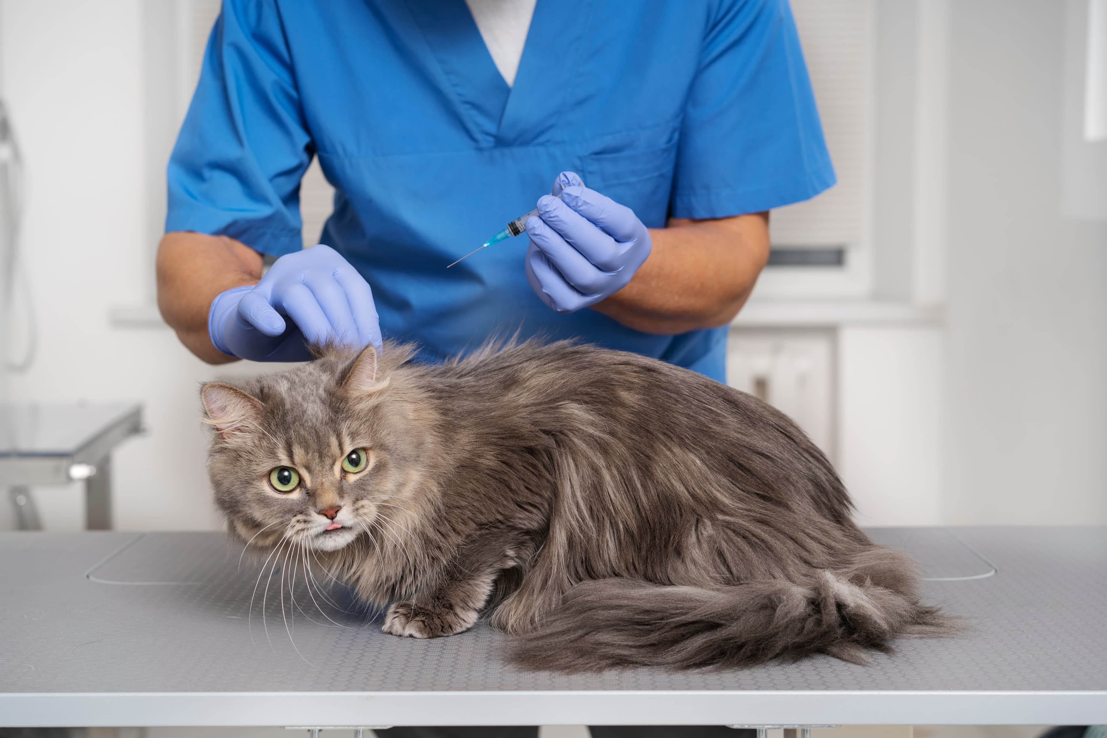 7 Proven Strategies to Enhance Workflow Efficiency in Veterinary Clinics